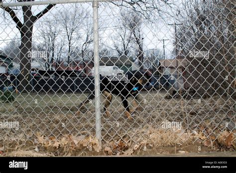 Junkyard dog hi-res stock photography and images - Alamy