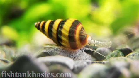 Assassin Snail Care: Diet, Tank Mates, Lifespan - Video » Fish Tank Basics