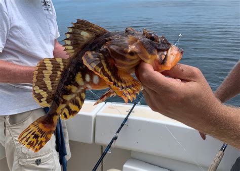 Shorthorn Sculpin Myoxocephalus Scorpius Penobscot Bay Flickr