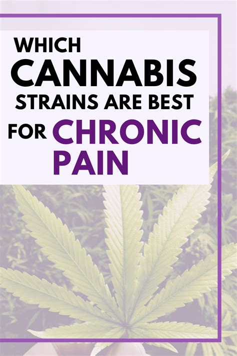 Which Cannabis Strains Are Best For Chronic Pain Dr Michele