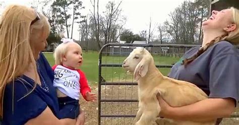 baby og geit har en hysterisk morsom og bedarende samtale sammen