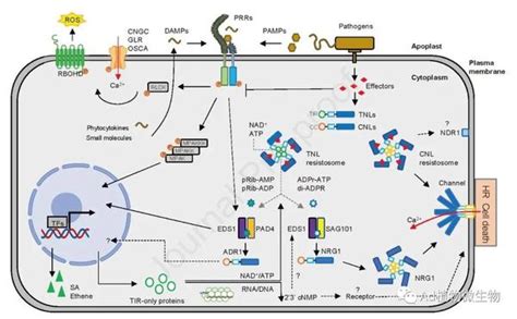 Molecular Plant 柴继杰团队详细综述植物免疫受体的结构、生化功能和信号传导机制！ 知乎