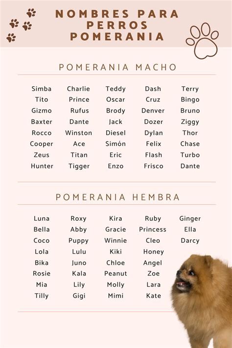 300 Nombres Para Perros Pomerania ¡hembra Y Macho Nombres Bonitos