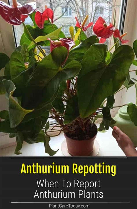 Repotting Anthurium Plants When And How