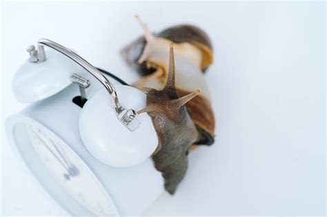 White Achatina Snail With Dark Shell Crawling Near White Alarm Clock On