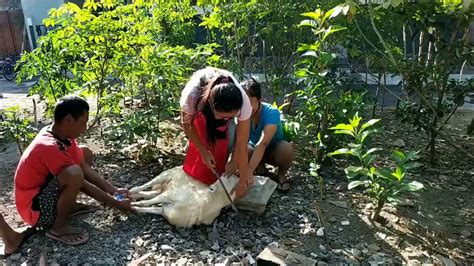 Sembelih Kambing Qurban Sendiri Youtube