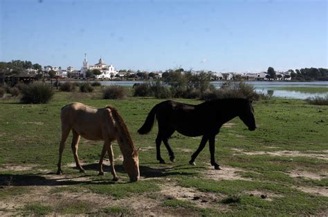 Im Genes De La Marisma De El Roc O Y De La Laguna De El Portil Llenas