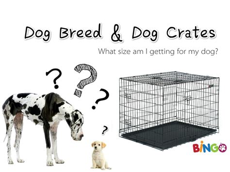 Dog Crate Buying Guide - What Dog Crate Size Do I Need? - Treasurebox Blogs