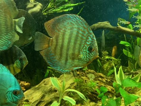 Wild Cuipeua True Royal Discus Discus