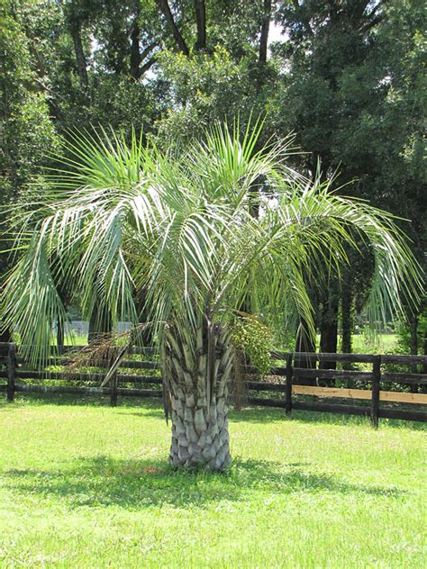 Pindo Jelly Palm Tree Butia Capitata Kens Nursery