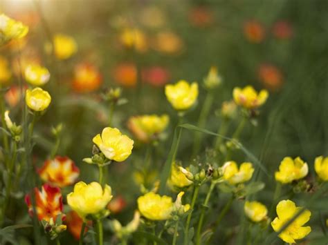 Edible Flowers Top Eatable Flowers And Facts About Them