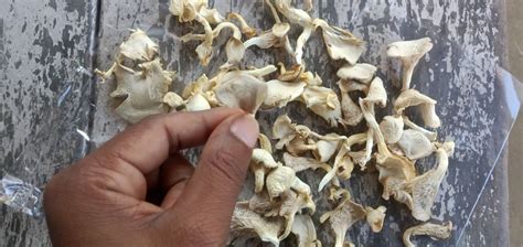 White Dry Oyster Mushroom Packaging Type Poly Size 1 To 15 Cm At Rs