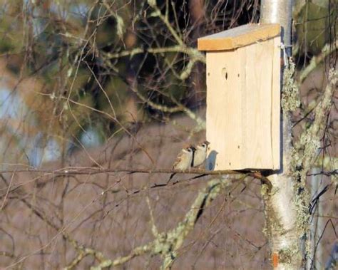 Best Birdhouses For Sparrows In Amazon Diy