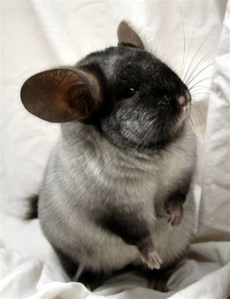 Chinchilla Color Chart