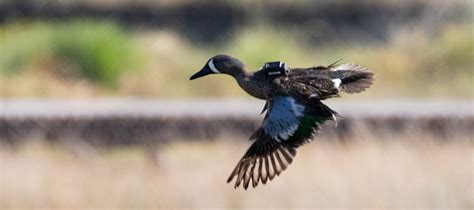 Blue-Winged Teal | Learn More About This Species | 50 Ducks