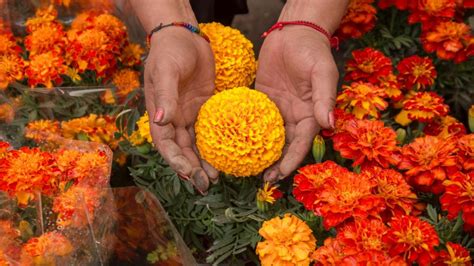 Cuidados Para Que Tus Flores De Cempas Chil Duren En Tu Altar De D A De