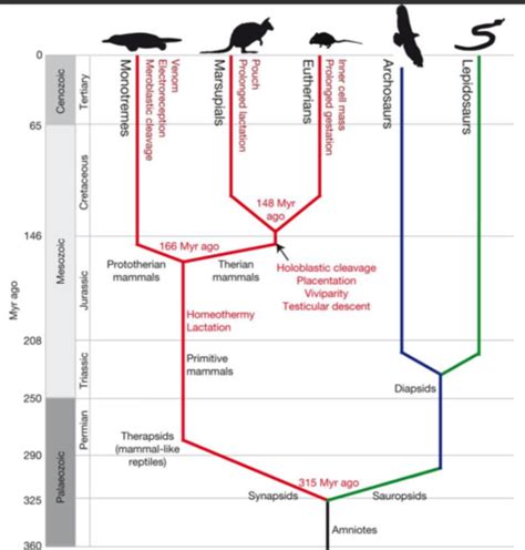 Biology Lecture 33 Mammals Flashcards Quizlet