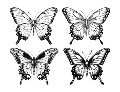 Premium Vector Hand Drawn Butterfly Vector Pack