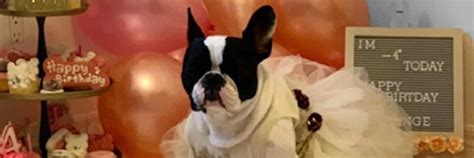 French Bulldog Birthday Party - How To Host