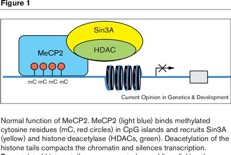 Figure 1 From Methyl Cpg Binding Protein 2 Mutations In Rett Syndrome