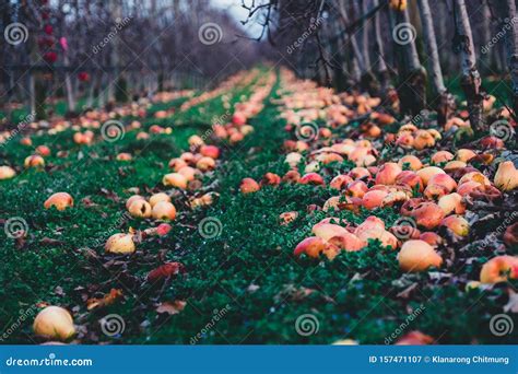 Apple Orchard In Autumn Winter Season Many Rotten Old Apples On The