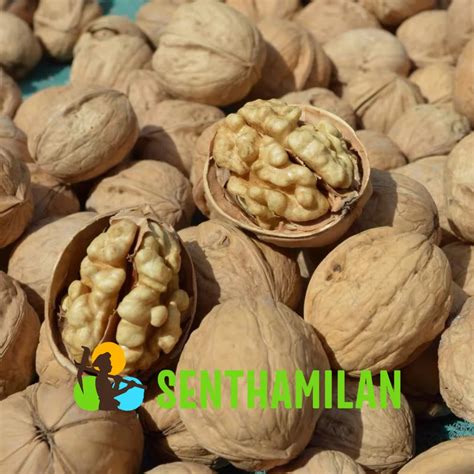 Walnut Hard Shell Packaging Size 25kg At 390 Kg In Krishnagiri