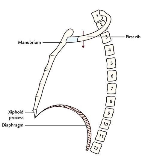 Easy 3 Mins Notes On 【Superior Thoracic Aperture – Thoracic Inlet】