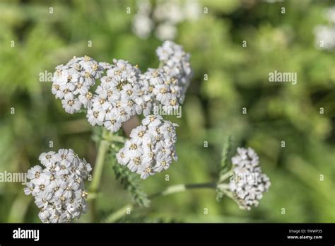 Yarrow Achillea Millefolium In Flower June Also Called Milfoil The Plant Was Used As A