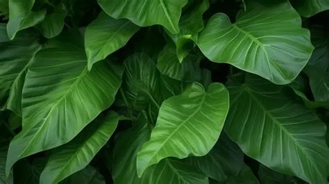 Nature S Enigmatic Dark Green Leaf Texture Background Leaf Wallpaper