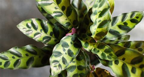 The Ultimate Guide To Rattlesnake Plant Care The Homey Space