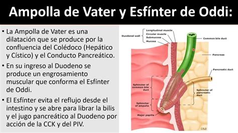 El esfínter de Oddi todo lo que necesitas saber aela es