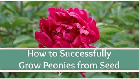 How To Successfully Grow Peonies From Seed A Step By Step Guide High