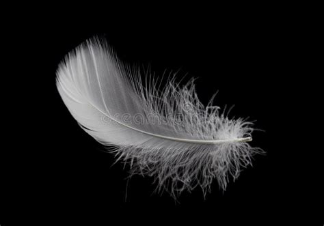 505 Single Lightweight Soft Feather Isolated Black Background Stock ...