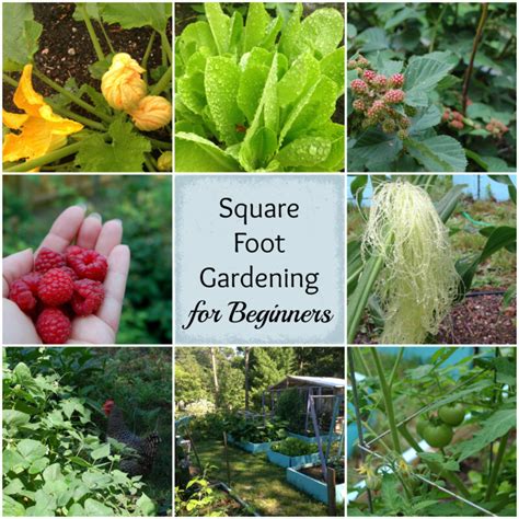 Beginners Guide To Square Foot Gardening The Cape Coop