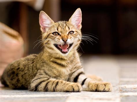 Why Do Cats Hiss? 5 Vet-Reviewed Reasons for This Behavior - Catster