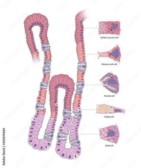 Gastric Gland The Cell In The Human Gastric Corpus Illustration Stock