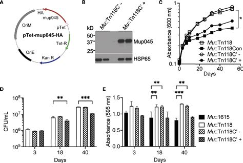 Frontiers Induced Synthesis Of Mycolactone Restores The Pathogenesis