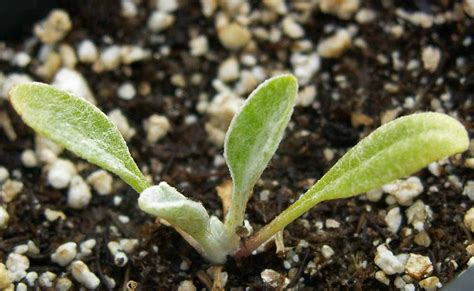 Desert Marigold Baileya Multiradiata Applewood Seed Company