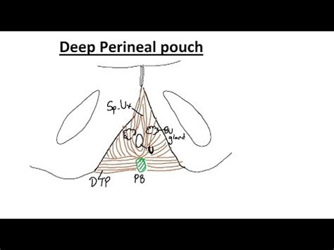 Deep Perineal Pouch Urogenital Diaphragm Bulbourethral Gland