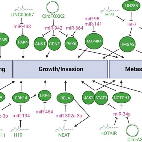 Mirna Mediated Regulatory Networks Influencing Emt Program Mirnas And