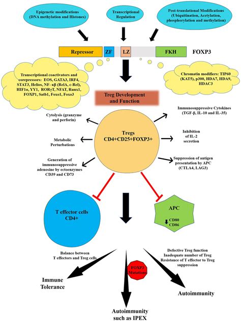 Regulation And Function Of Foxp3 The Human Foxp3 Has Four Distinct