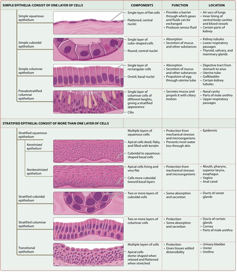 Anatomy Worksheet Epithelial Tissues Anatomy Worksheets