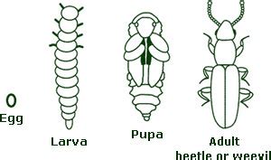 Granary Weevil Life Cycle