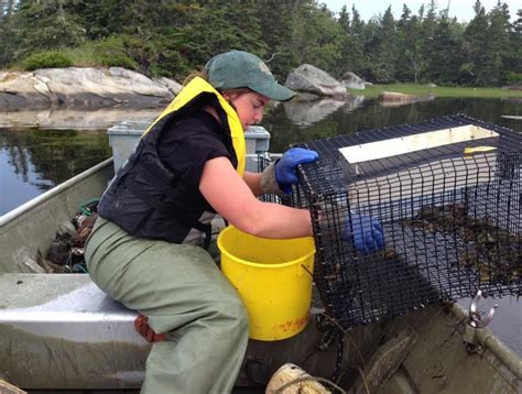 Invasive Green Crab Harvest In Kejimkujik Seaside National Park Cbc News