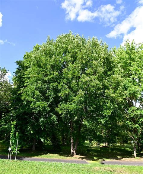 Franz Sischer Ahorn Acer Monspessulanum G Nstig Kaufen