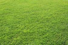 grass leaves  stock photo public domain pictures