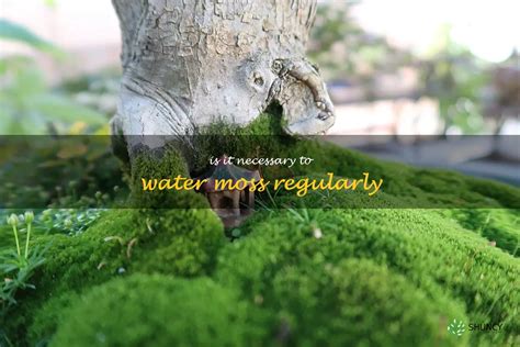 The Benefits Of Watering Moss How To Keep Your Moss Healthy And