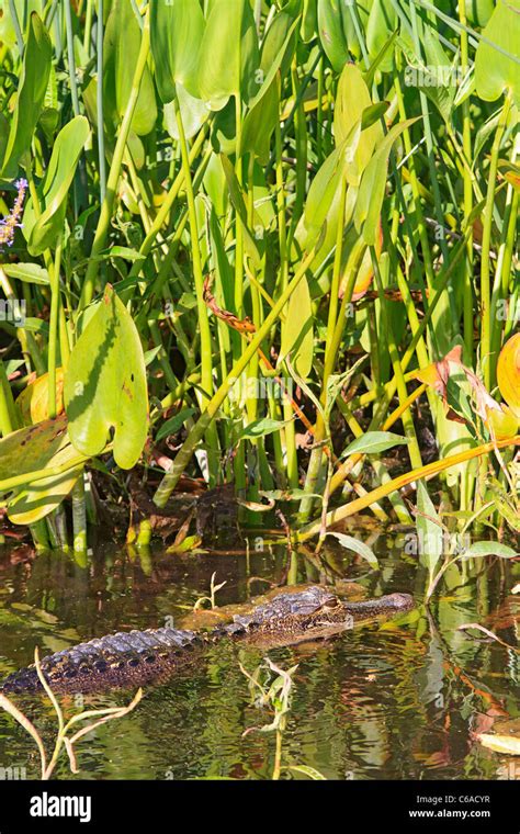 American Alligator Alligator Mississippiensis In The Wakulla River