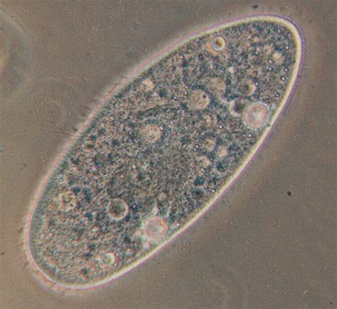 alveolata wikispecies