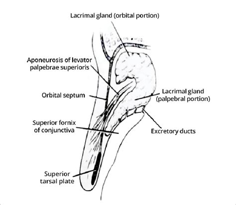 Lacrimal Gland Diagram The Orbital Portion Is Retroseptal And Anterior